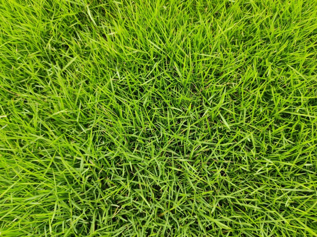 wholesale grass supplier Delhi