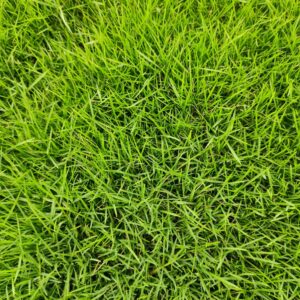 wholesale grass supplier Delhi