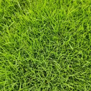 wholesale grass supplier Delhi