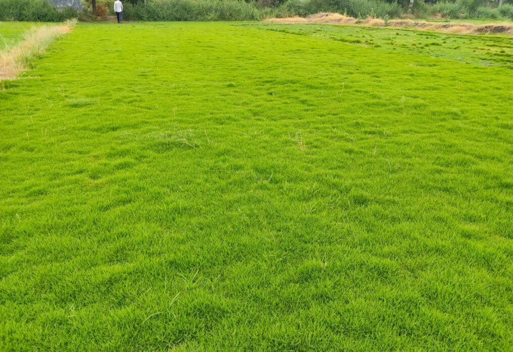 Natural Lawn Grass in Okhla Phase 1, Delhi | Wholesale Natural Lawn Grass | Lawn Grass Carpet | Natural Lawn Grass | Natural Lawn Grass Supplier | Natural Grass in Bulk | Natural Lawn Grass Wholesale Price | Buy Natural Lawn Grass in Okhla Phase 1, Delhi