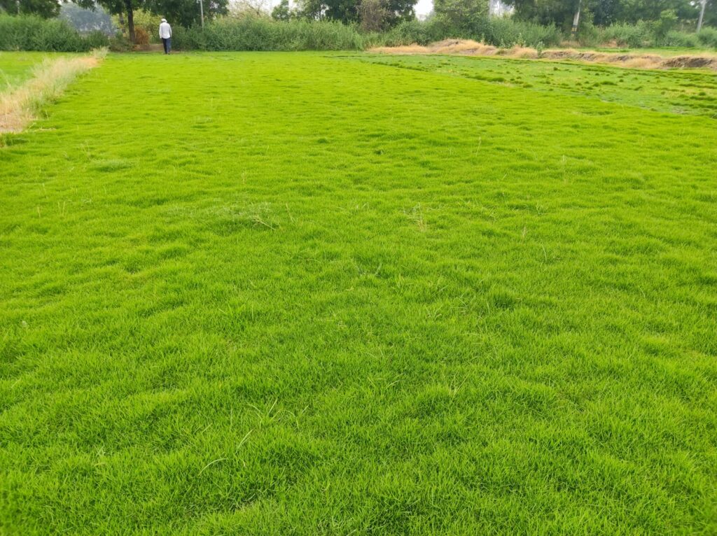Natural Lawn Grass per sq ft in Uttarakhand