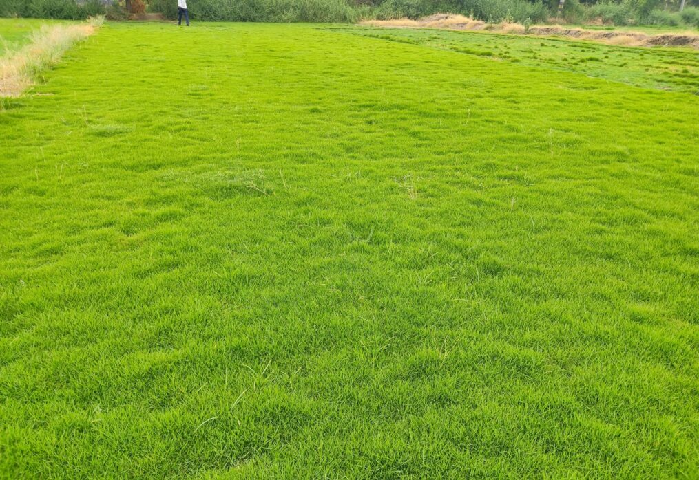 Natural Lawn Grass in Seemapuri, Delhi | Wholesale Natural Lawn Grass | Lawn Grass Carpet | Natural Lawn Grass | Natural Lawn Grass Supplier | Natural Grass in Bulk | Natural Lawn Grass Wholesale Price | Buy Natural Lawn Grass in Seemapuri, Delhi