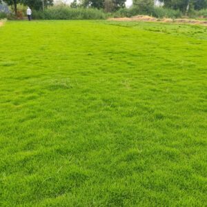 Natural Lawn Grass per sq ft in Uttarakhand