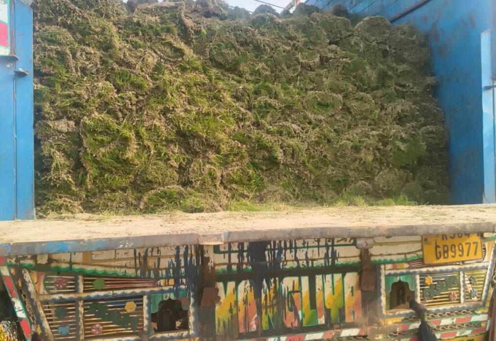 Natural grass roll suppliers in India