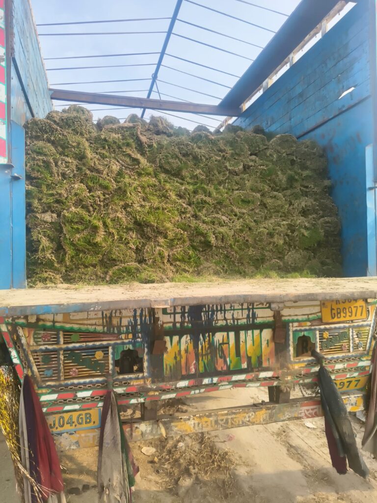 Fresh natural lawn grass rolls ready for delivery in Delhi