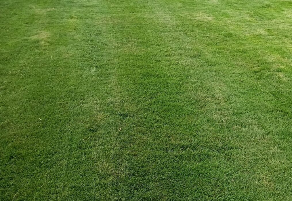 Natural Lawn Grass in Dwarka Sector 10, Delhi | Wholesale Natural Lawn Grass | Lawn Grass Carpet | Natural Lawn Grass | Natural Lawn Grass Supplier | Natural Grass in Bulk | Natural Lawn Grass Wholesale Price | Buy Natural Lawn Grass in Dwarka Sector 10, Delhi