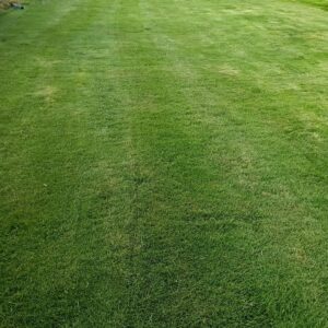 Buy Natural Lawn Grass in Gurgaon, Haryana from Best Wholesale Supplier at lowest Price