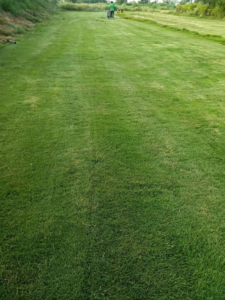 Natural Lawn Grass Near Me – Fresh, Rooted Grass Rolls in Delhi NCR by Balaji Nursery