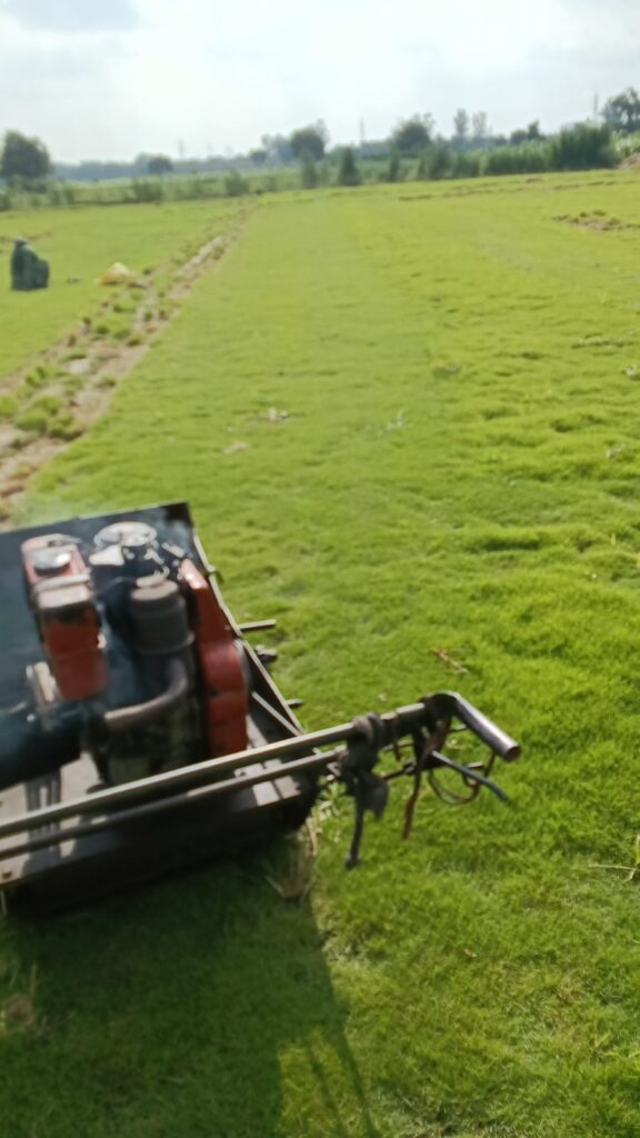 natural lawn grass per square foot in India