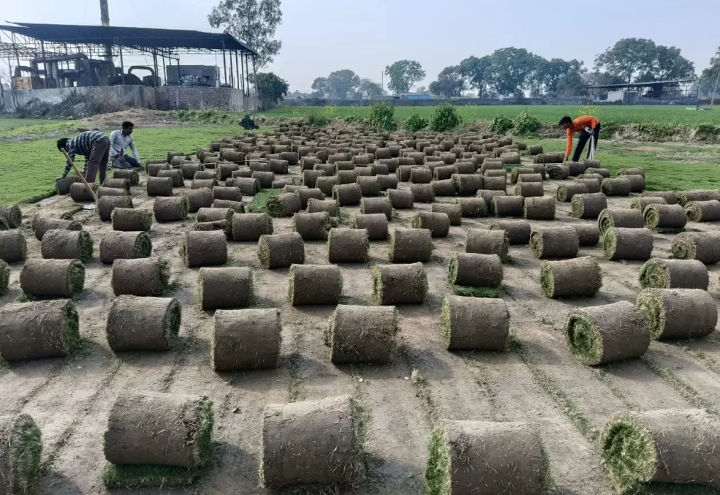 Natural lawn grass price per square foot in India