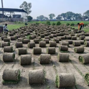 Natural Lawn Grass Price per Square Foot in India (2025 Guide)