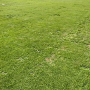 Full view of a completed lawn with Zoysia Matrella grass carpet
