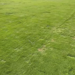 Full view of a completed lawn with Zoysia Matrella grass carpet