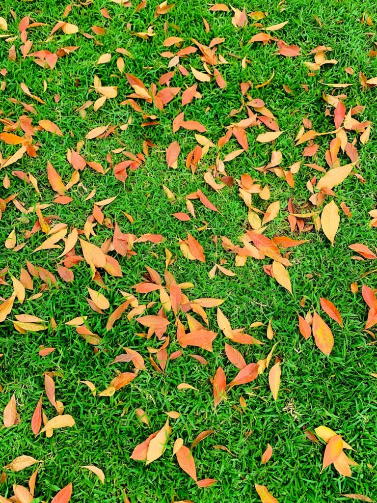 Rainy seasons often boost lawn grass growth if drainage is proper.