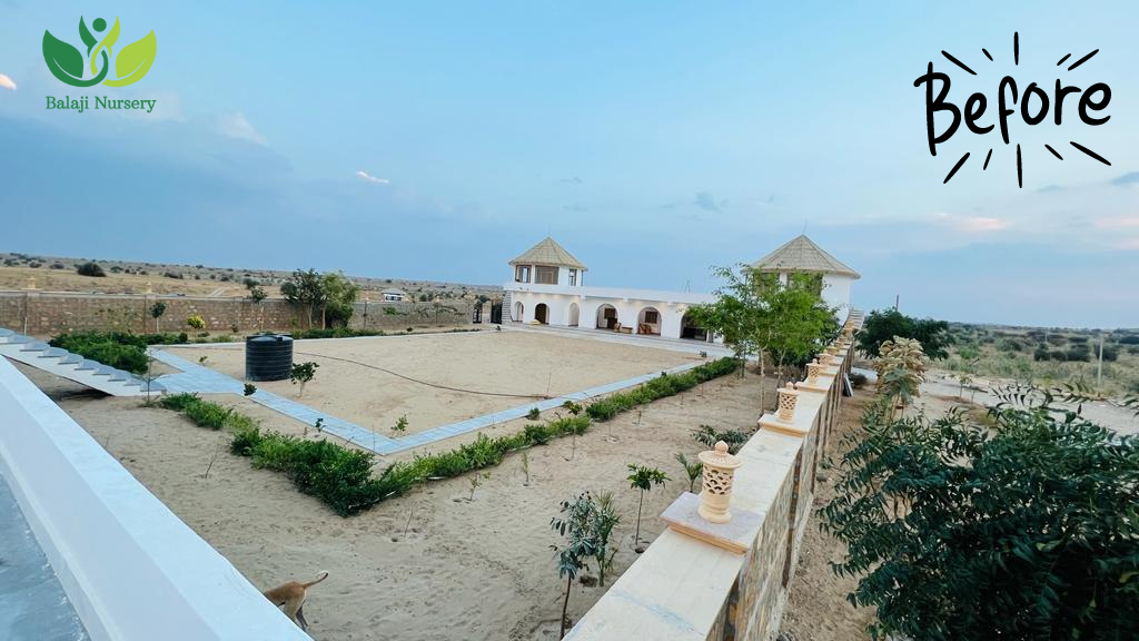 Green lawn in Rajasthan’s hot and dry climate with drought-tolerant grass