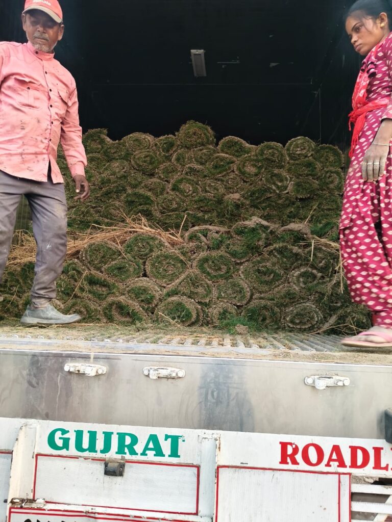 Gujarat lawn grass maintenance