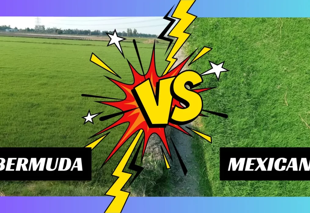 Bermuda Grass vs Mexican Grass – Which is Better for Lawns?