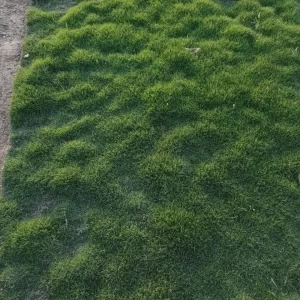 Balaji Nursery provides premium quality grass varieties for homes, gardens, farmhouses, and landscapes across Gujarat. Our grass is durable, low-maintenance, and affordable – perfect for creating a lush green lawn.