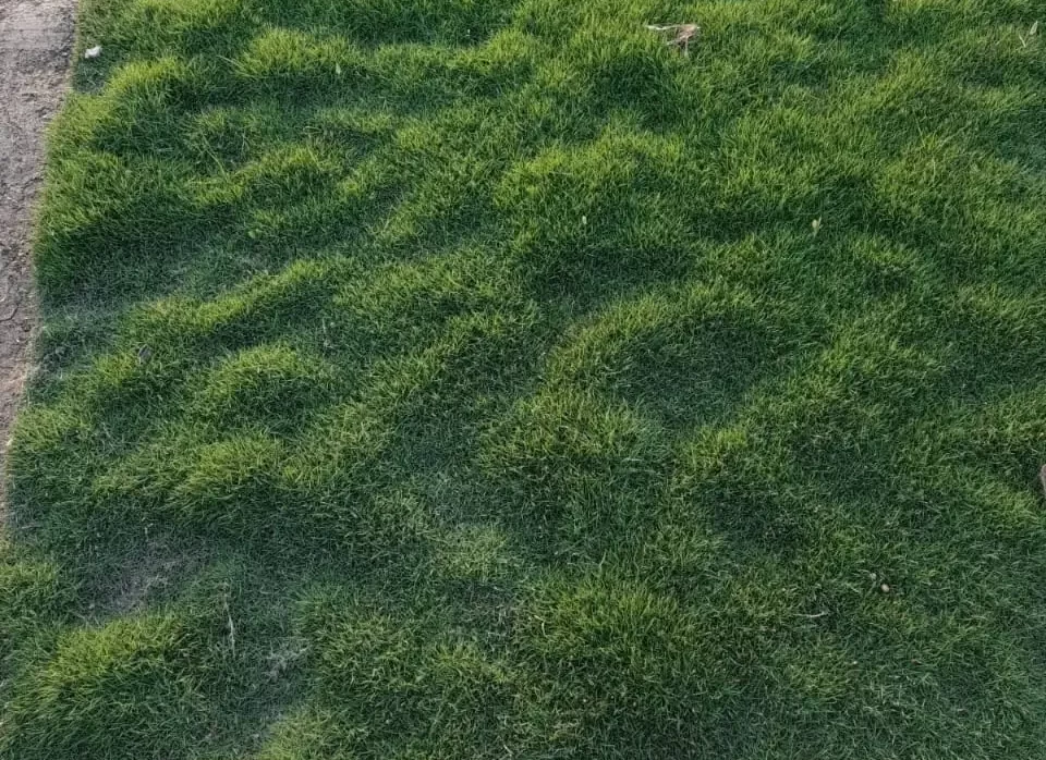 Buffalo grass Punjab