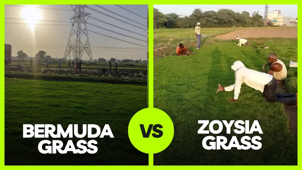 Bermuda vs Zoysia Grass – Full Comparison for Indian Lawns