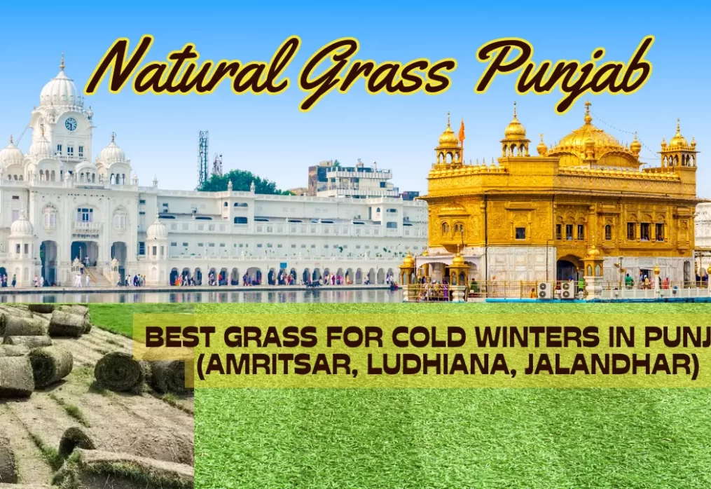 Best Grass for Cold Winters in Punjab (Amritsar, Ludhiana, Jalandhar)
