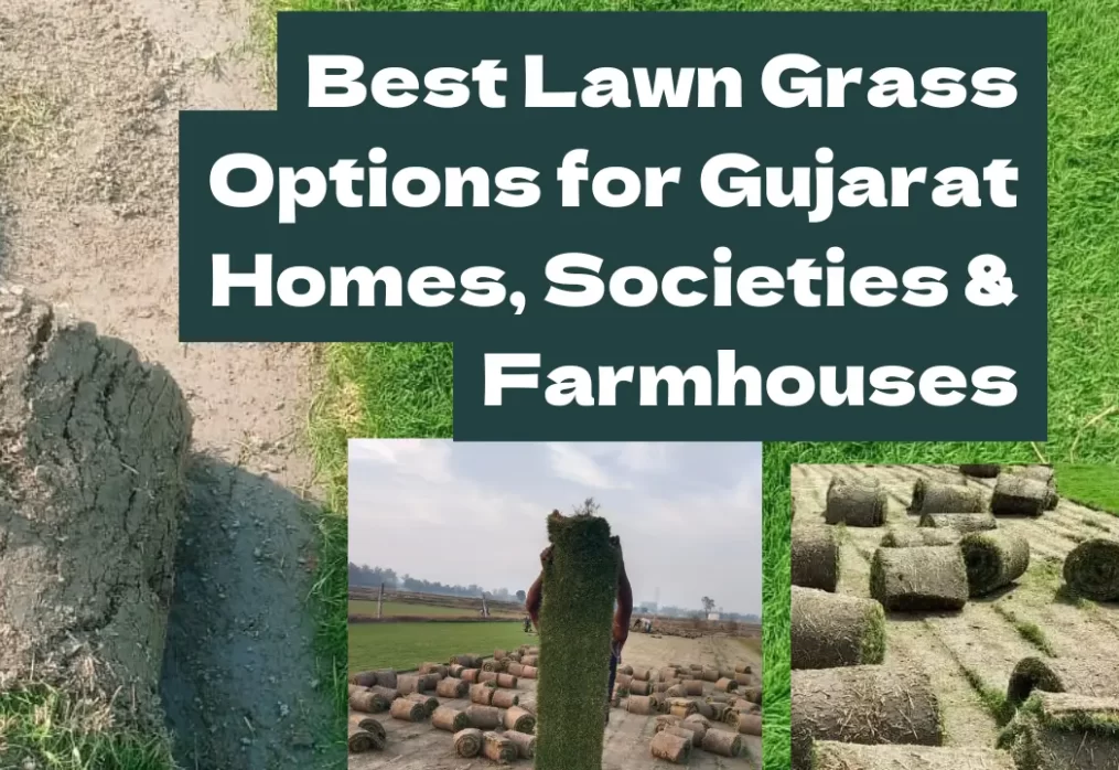 Best Lawn Grass Options for Gujarat Homes, Societies & Farmhouses
