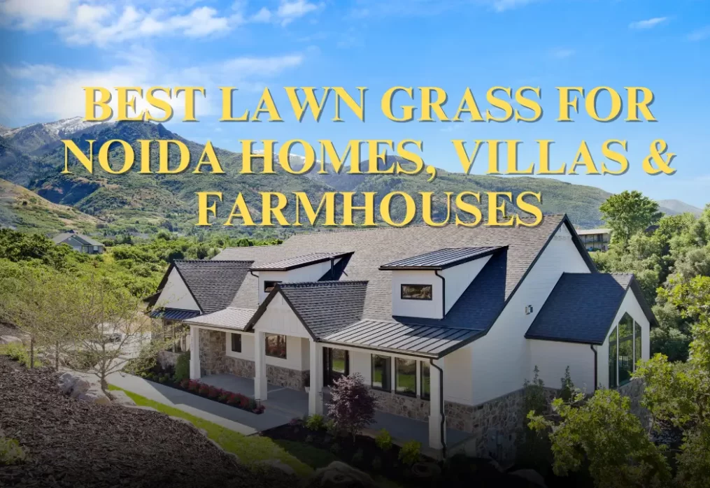 Best Lawn Grass for Noida Homes, Villas & Farmhouses