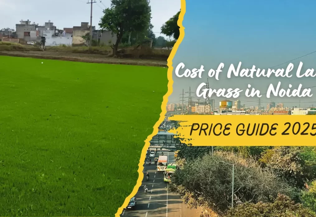 Cost of Natural Lawn Grass in Noida – Price Guide 2025