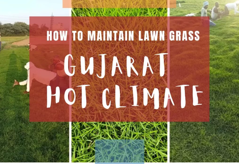 How to Maintain Lawn Grass in Gujarat’s Hot Climate