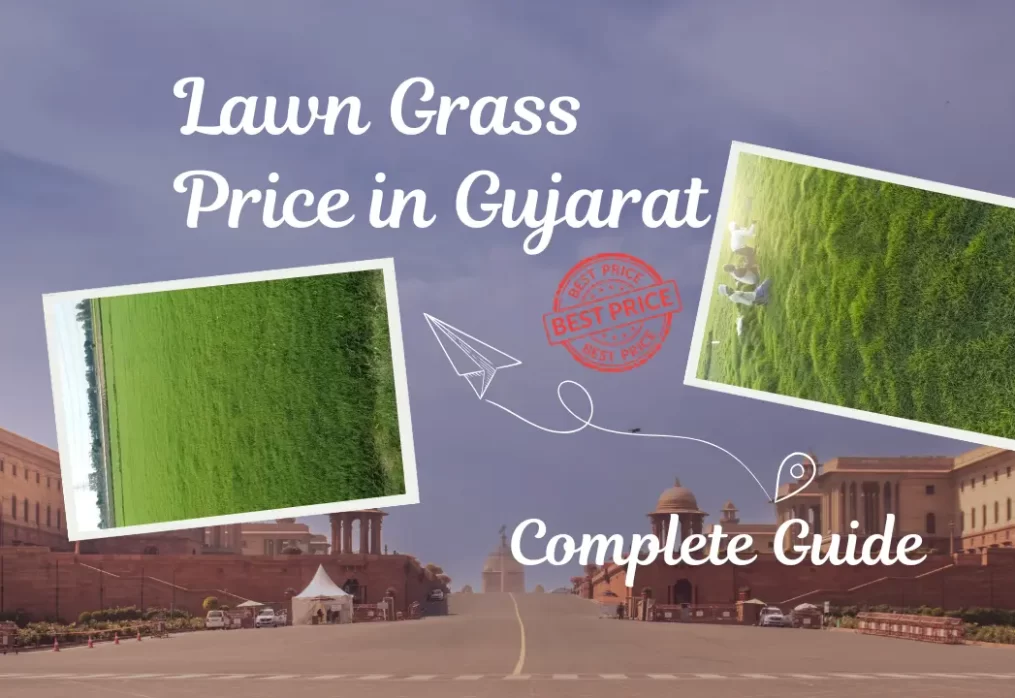 Lawn Grass Price in Gujarat – Complete Guide