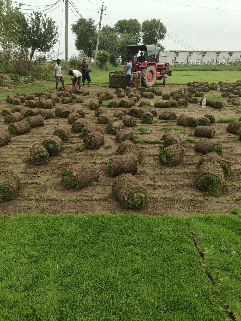 Mexican vs Zoysia Grass – Best Grass for Home Garden
