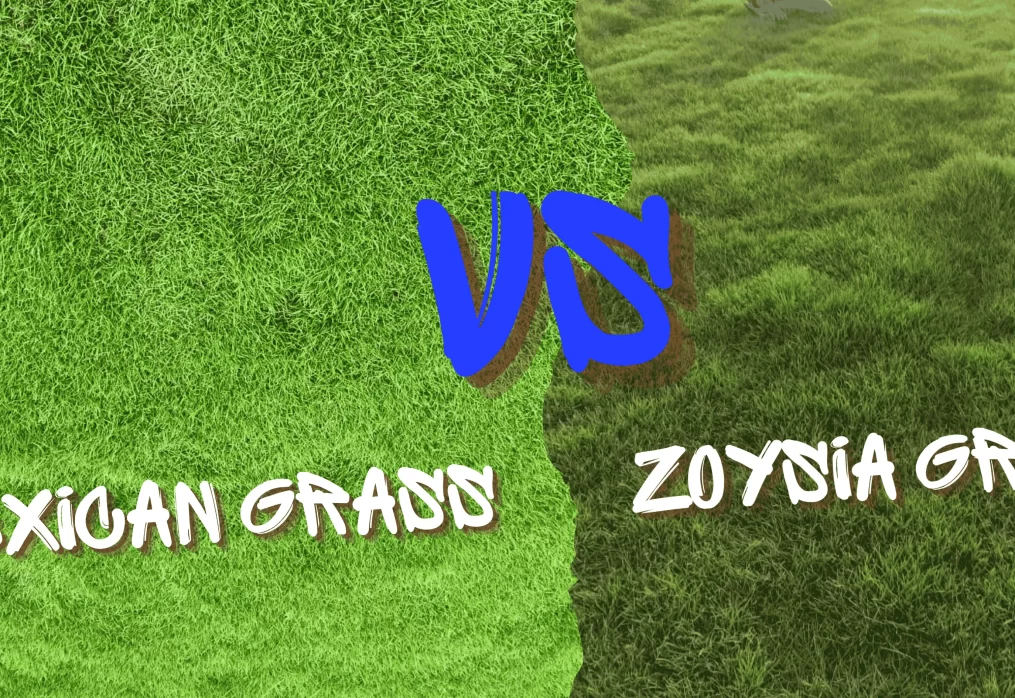 Mexican vs Zoysia Grass – Best Grass for Home Garden