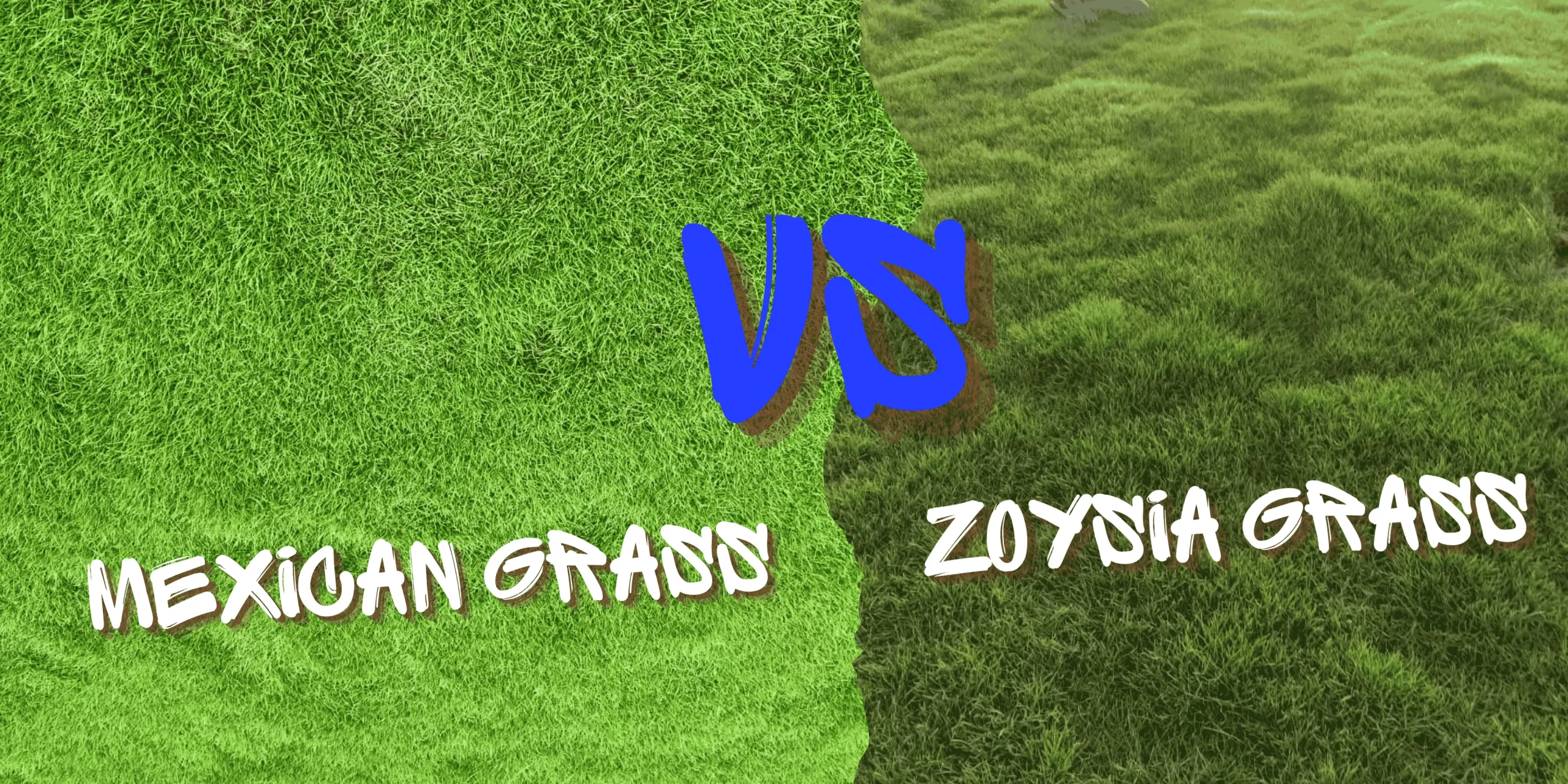 Mexican Grass vs Zoysia Grass – Best Lawn Grass Choice Mexican grass vs Zoysia grass side by side comparison for home garden