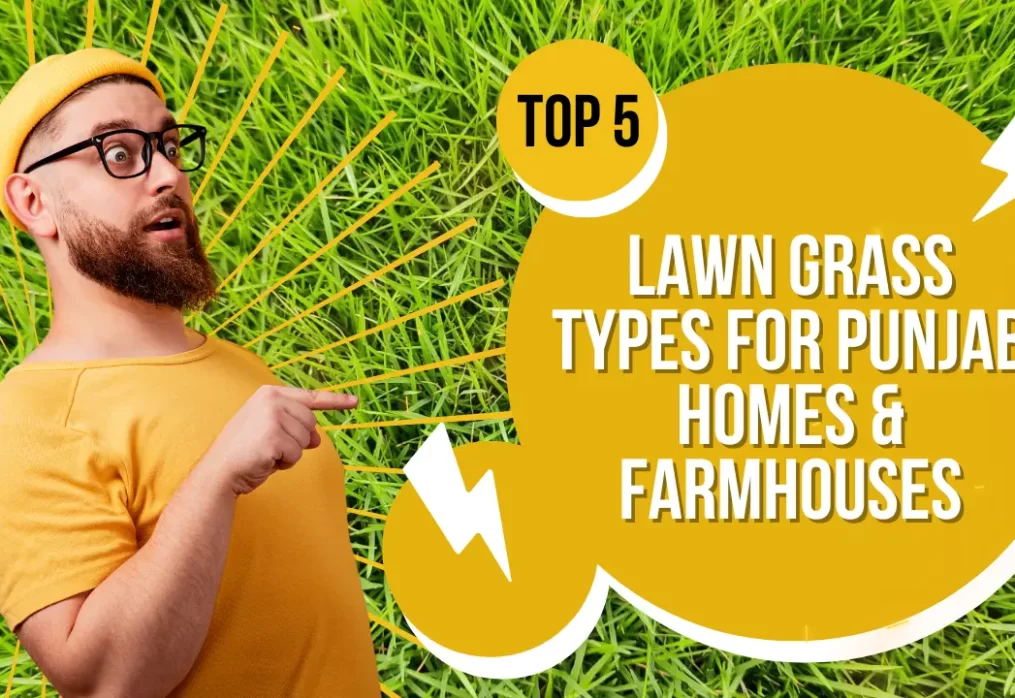 Top 5 Lawn Grass Types for Punjab Homes & Farmhouses
