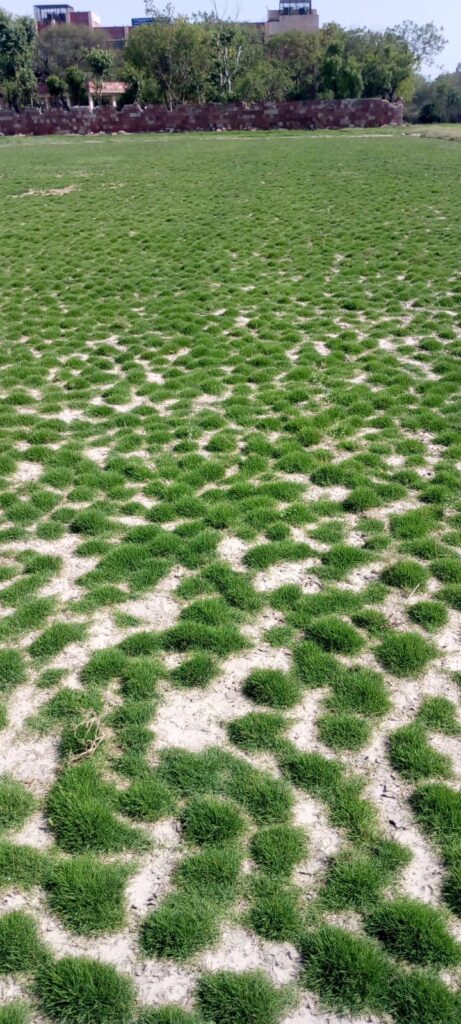 Which is better: seeding or turfing lawn grass in India?