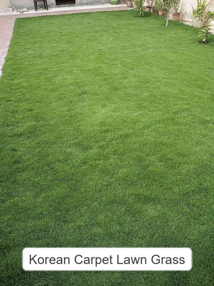 Zoysia grass lawn in a home garden with rich green color