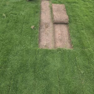 Natural Lawn Grass in Delhi
