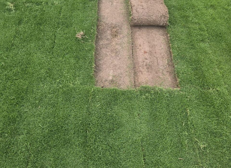 Why Thousands Trust Balaji Nursery for Natural Grass in North India
