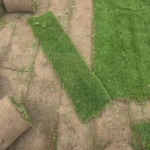 Natural Lawn Grass in Delhi