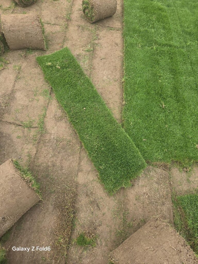grass delivery Delhi NCR