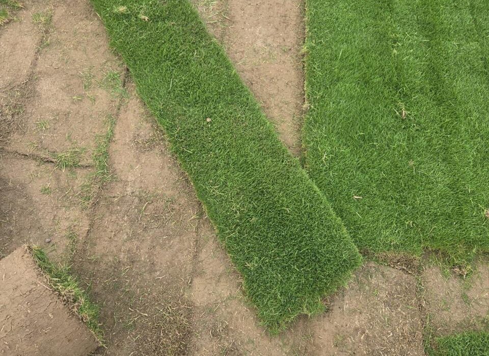 Which is better: seeding or turfing lawn grass in India?