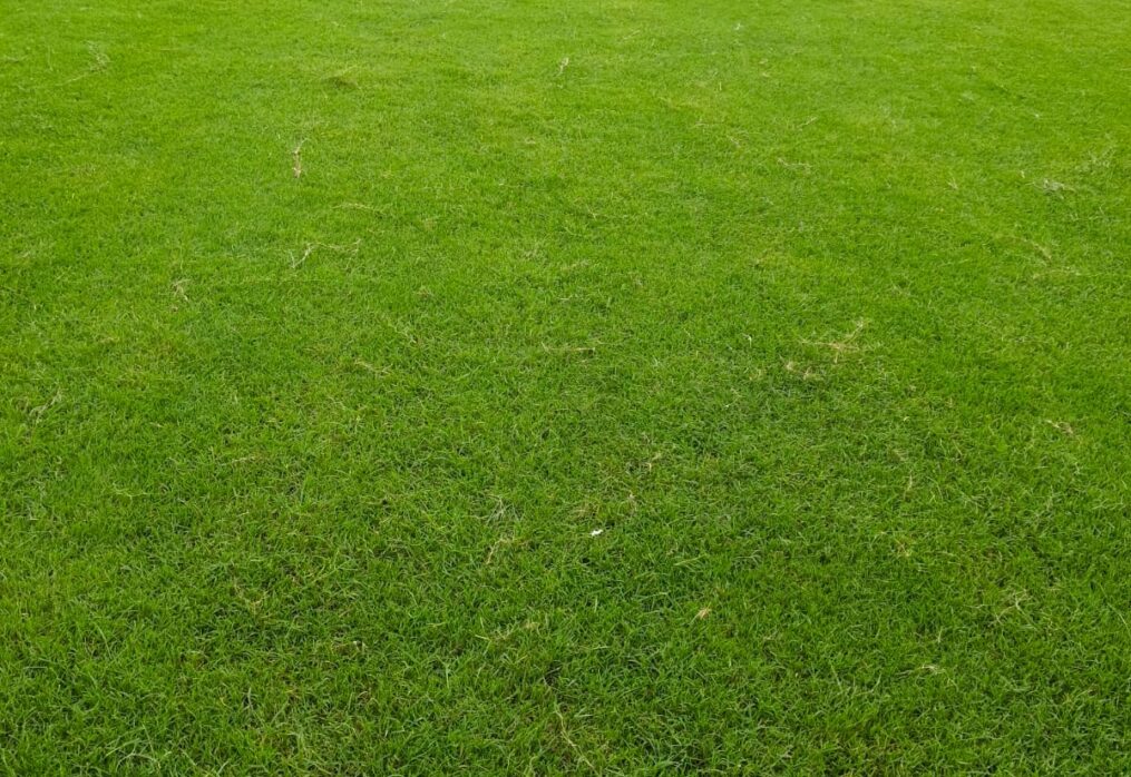 Natural Lawn Grass in Banswara, Rajasthan | Wholesale Natural Lawn Grass | Lawn Grass Carpet | Natural Lawn Grass | Natural Lawn Grass Supplier | Natural Grass in Bulk | Natural Lawn Grass Wholesale Price | Buy Natural Lawn Grass in Banswara, Rajasthan