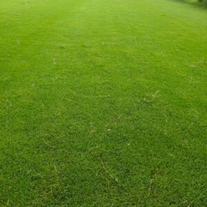 Natural Lawn Grass in Delhi