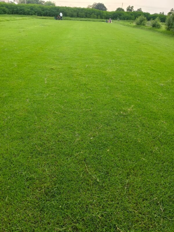 Natural Lawn Grass in Delhi