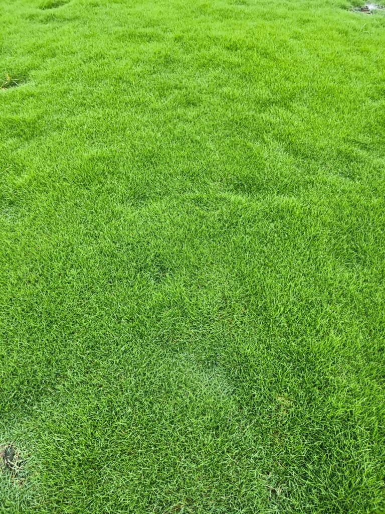Low-Maintenance Lawn in India