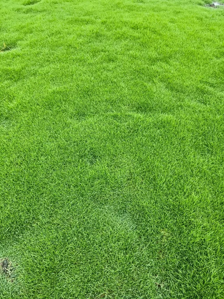 Natural Grass Carpet Service Provider from Jaipur