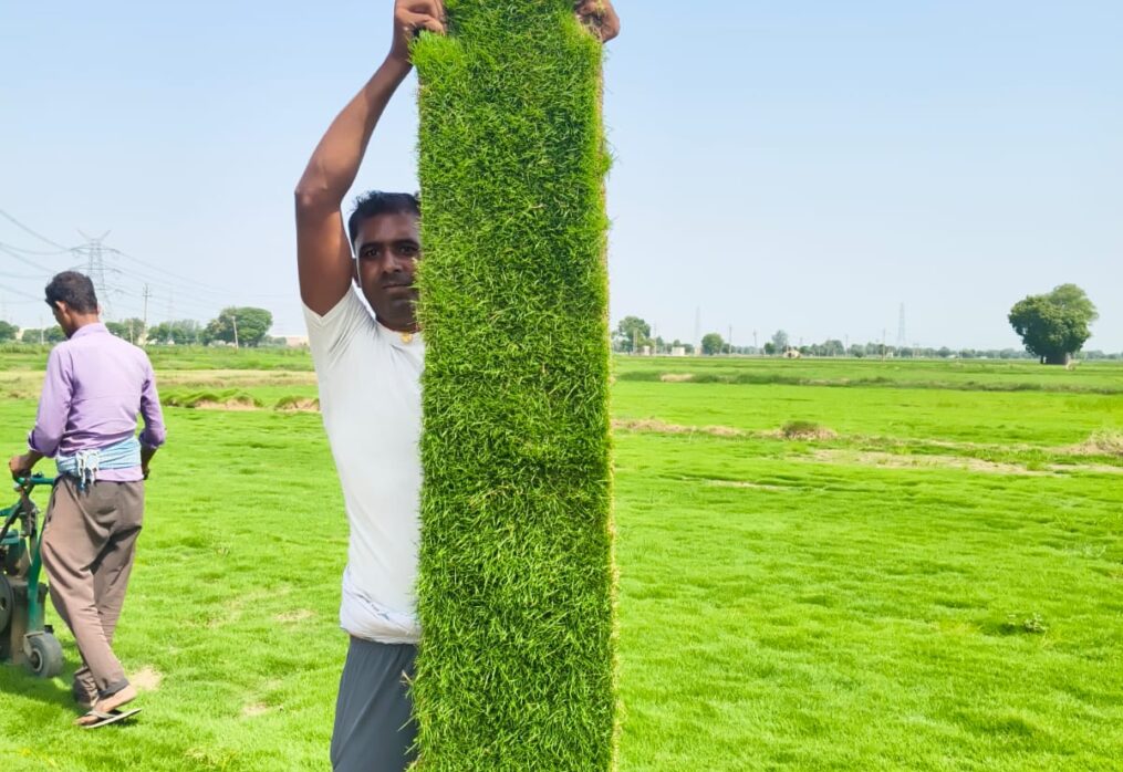 Natural Lawn Grass in Gaya Cantonment | Wholesale Natural Lawn Grass | Lawn Grass Carpet | Natural Lawn Grass | Natural Lawn Grass Supplier | Natural Grass in Bulk | Natural Lawn Grass Wholesale Price | Buy Natural Lawn Grass in Gaya Cantonment