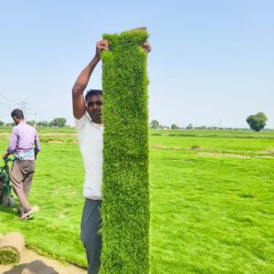 Bermuda grass lawn in full sun, ideal for high-traffic areas in Delhi