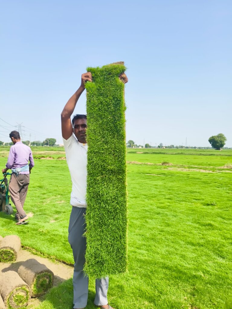 Bermuda grass lawn in full sun, ideal for high-traffic areas in Delhi