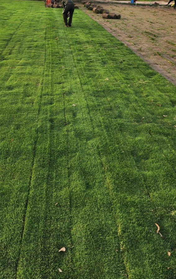 Carpet grass thriving in the rainy climate of East India